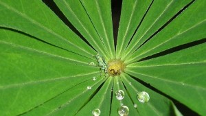 Какво става като скъсаш цвете