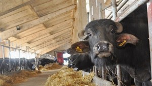 Затягат контрола на движение на животни в Смолянско заради новата