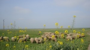 15 000 евро помощ за малките земеделски производители