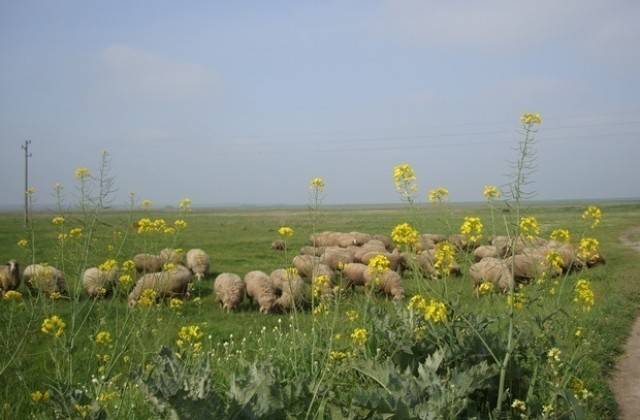15 000 евро помощ за малките земеделски производители