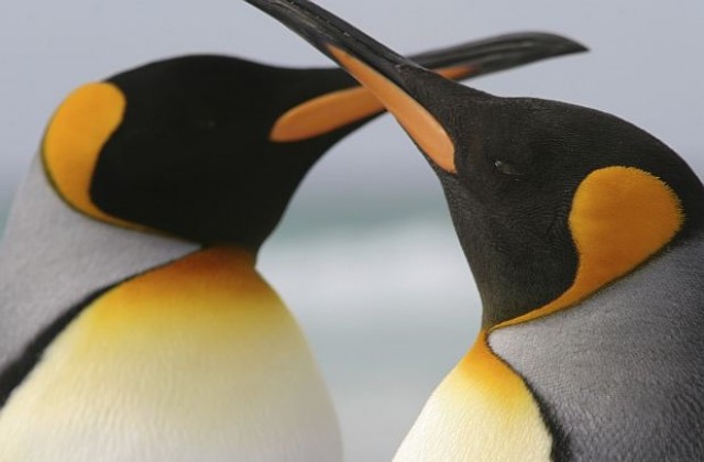 Как гей двойка пингвини се преместиха от Берлин в Хамбург