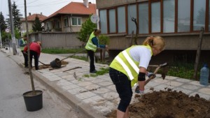 Дръвчета и розови храсти са засадени в Г Оряховица в