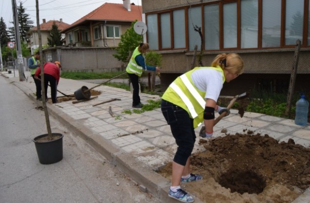 Дръвчета и розови храсти са засадени в Г. Оряховица в рамките на пролетното залесяване