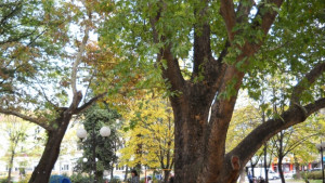 Без сериозни щети след бурята снощи