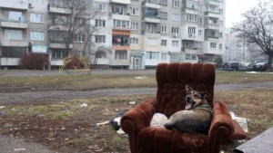 Съседни общини изхвърлят кучета в София осиновяванията растат