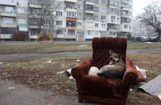 Съседни общини изхвърлят кучета в София, осиновяванията растат