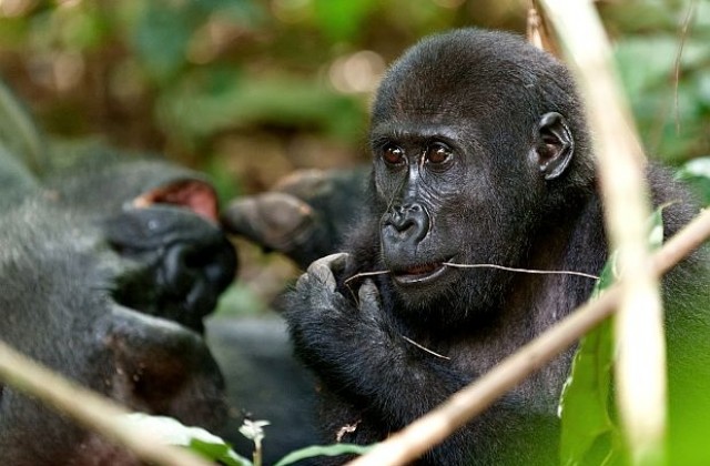Балетът на младата горила Лопе стана истинска сензация (ВИДЕО)