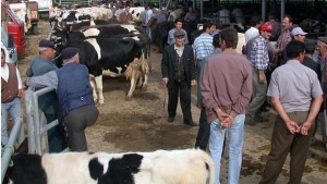 Кметът Беливанов забрани пазарите за едри преживни животни