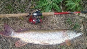 Забраниха улова на бяла риба до 15 май