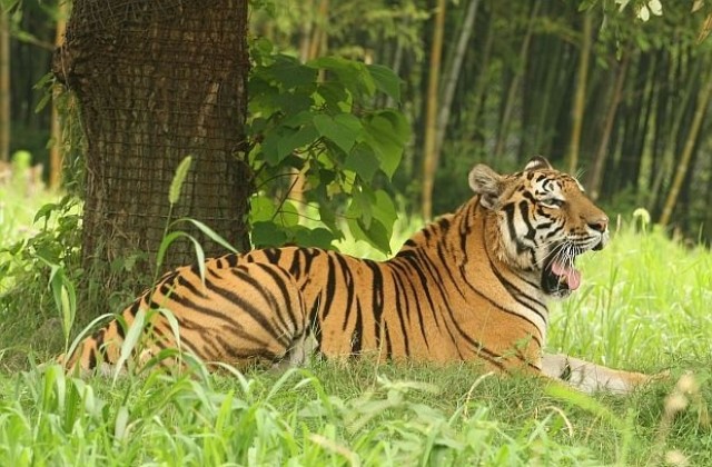 Тигър уби служителка на зоологическа градина във Флорида