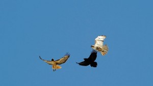 Летящ робот ще плаши птиците на летищата