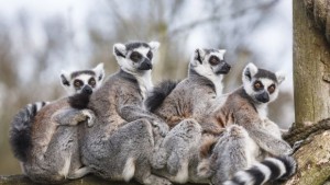 Учени откриха три нови вида лемури в Мадагаскар
