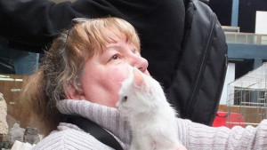 Кучета хамстери и птици могат да дефилират в Котешкото шоу