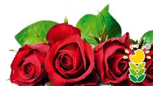 Български флаг от рози