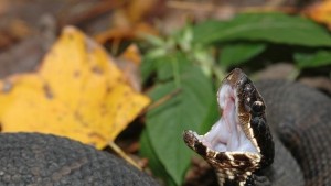 Намериха лек за ухапване от отровна змия