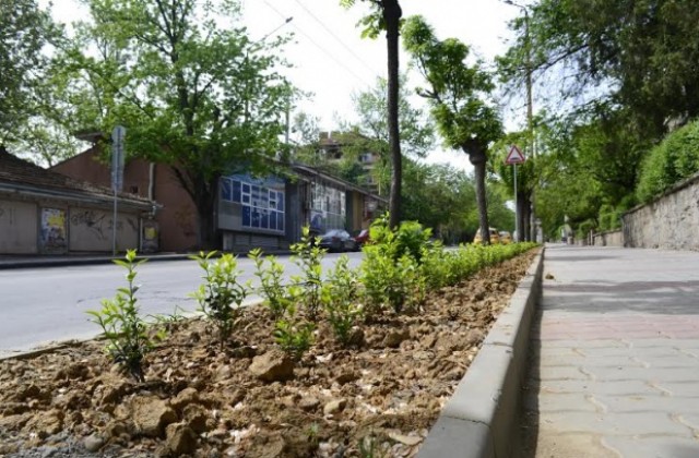 С 30 000 стръка жив плет създават цветни лехи по бул. „България” във В.Търново