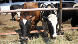 Обучават млекопроизводители