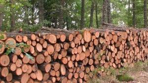 Дървосекач издъхна в линейка след инцидент в гората