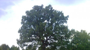 Интензивни краткотрайни валежи с гръмотевични бури на 20 април