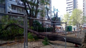 Огромно дърво се стовари на ул Любен Каравелов