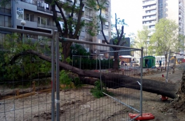Огромно дърво се стовари на ул. Любен Каравелов