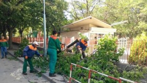 Бурният вятър събори дърво пред училище в Кючука учителка е