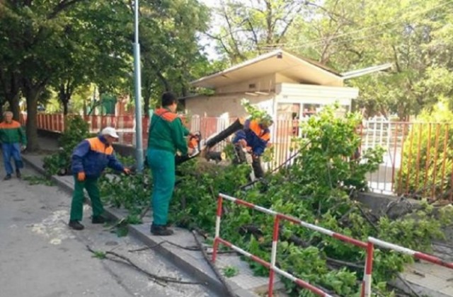 Бурният вятър събори дърво пред училище в Кючука, учителка е с леки наранявания