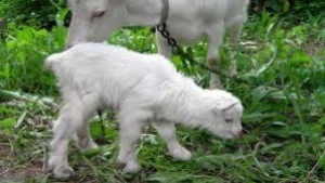 Агенцията по храните в Търговище конфискува 20 агнета и 11