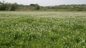 Увеличава се популацията на блатното кокиче в находището край Свиленград