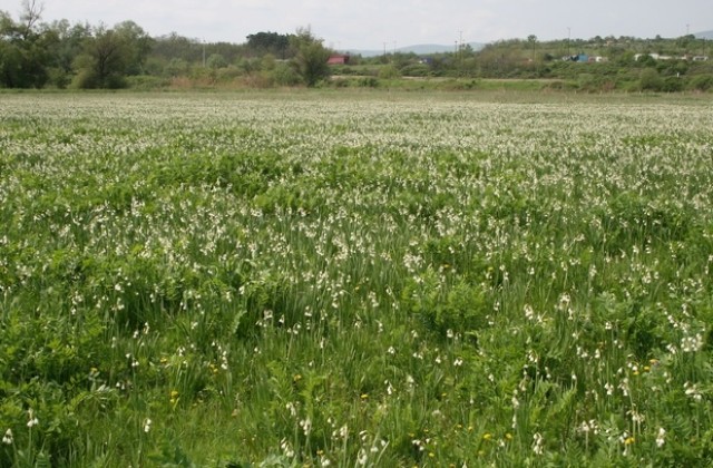 Увеличава се популацията на блатното кокиче в находището край Свиленград