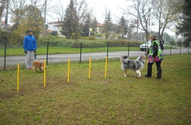 Обучават кучета в парк Лаута