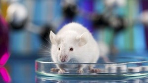 Откриха увреждания при мишки прекарали няколко дни в космоса