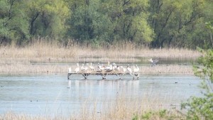 Малките пеликани в резервата Сребърна излизат от гнездата си