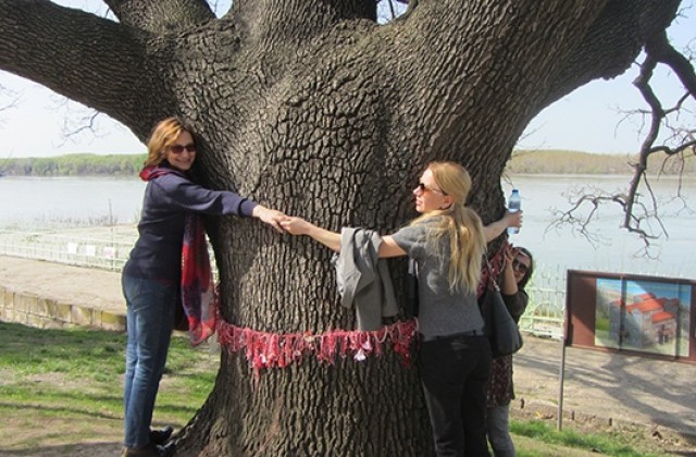 Старият дъб от Силистра е шести в конкурса Европейско дърво на годината 2016