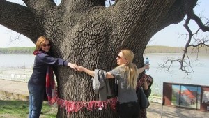 Старият дъб от Силистра остана шести в конкурса Европейско дърво