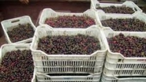 Семинар за биологично овощарство в Ямбол