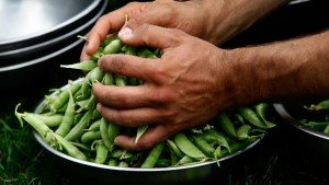 Грахово мляко новият хит за здравословно хранене