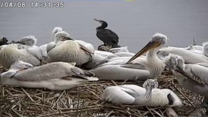 Малките пеликани в Сребърна се учат да плуват