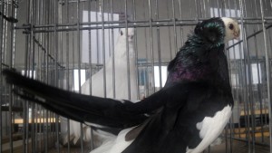 Първа изложба на гълъби в Дупница