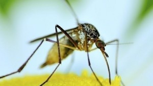 Ще пръскат срещу комари носители на нодуларния дерматит