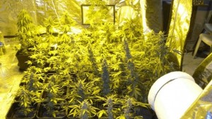 Марш Свобода за конопа в столицата