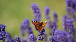 Kои екзотични култури заменят тютюнопроизводството у нас