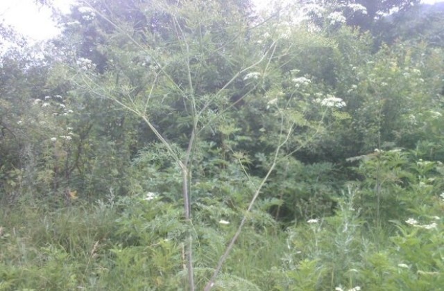 На 25 април времето е дъждовно