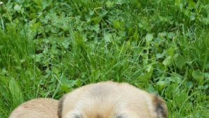 Намерено е изгубено куче порода Мопс