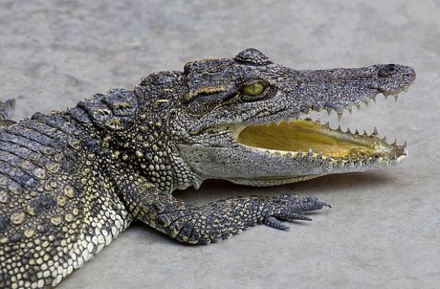 Крокодил нападна спящ младеж в палатката му