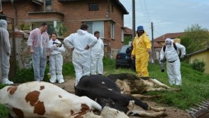 Обезщетиха първите 4 ферми в област Хасково за заразния дерматит