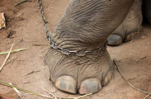 Слон почина от изтощение след 15 години разходки с туристи (СНИМКА)