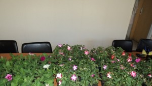 Общинските съветници от ГЕРБДряново дариха цветя за шест села