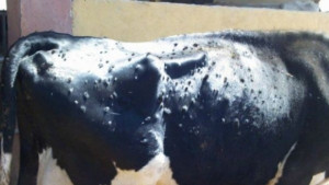 Засилват контрола върху местата за продажба на животни в община