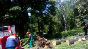Огромно дърво падна в Дондуковата градина в Пловдив няма пострадали